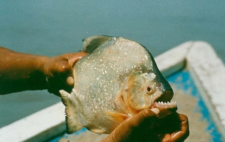 食人鱼来源维基百科
